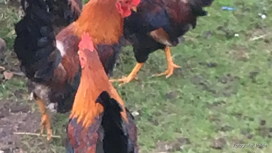 Dieren gedumpt getuigen gezocht