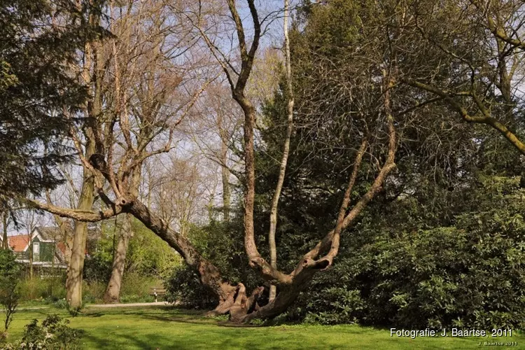 Verkoelende bomen voor Zaanse basisscholen