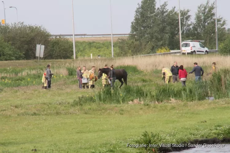 Paard uit sloot bevrijd in Westzaan