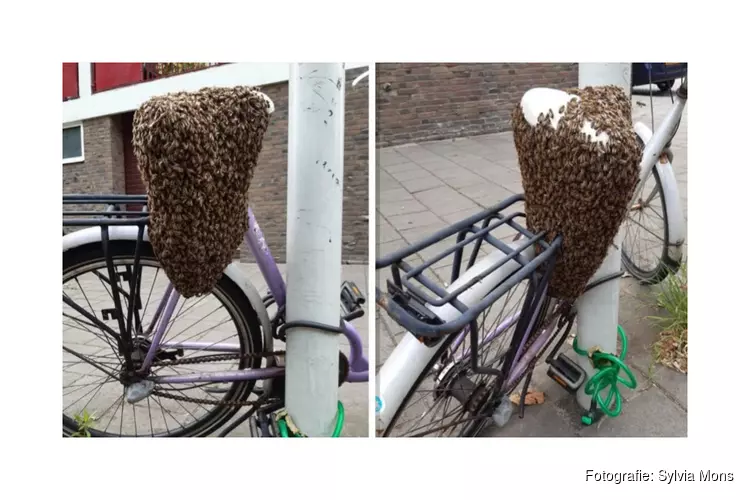 Vliegend volkje bezet &#39;bij-zondere&#39; fiets in Zaandam