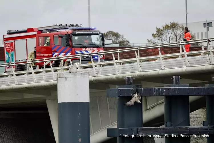 Meeuw vast met poot aan brug in Zaandam