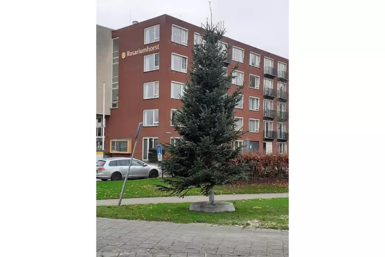 Verlichte kerstbomen verspreid over verschillende plekken in de stad