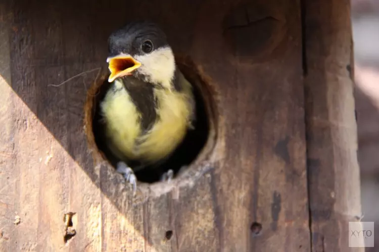 Doe mee met de winteractie voor een vogelvriendelijke straat!