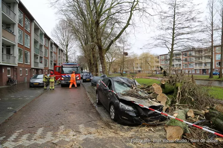 Grote boom verwoest auto in Zaandam