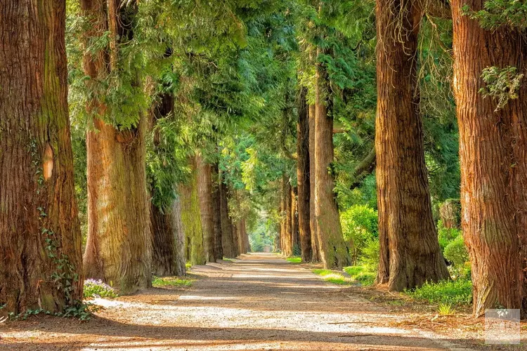 Zaanstad beschermt bomen door uitbreiding vergunningsplicht