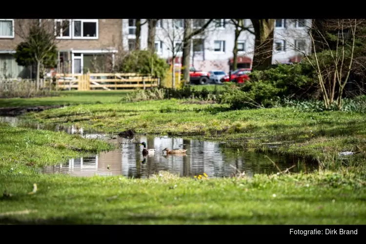 Zaans uitvoeringsplan voor klimaatadaptatie:  meer ruimte voor groen en blauw