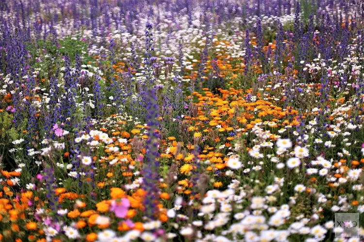 Nota maaibeleid Zaanstad: naar een natuurvriendelijker en biodivers maaibeheer