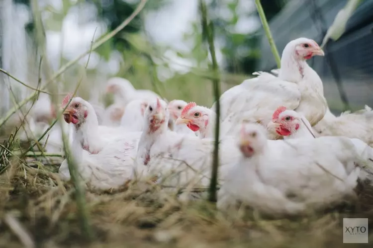 Vogelgriep vastgesteld bij kleinschalige houderij in Assendelft