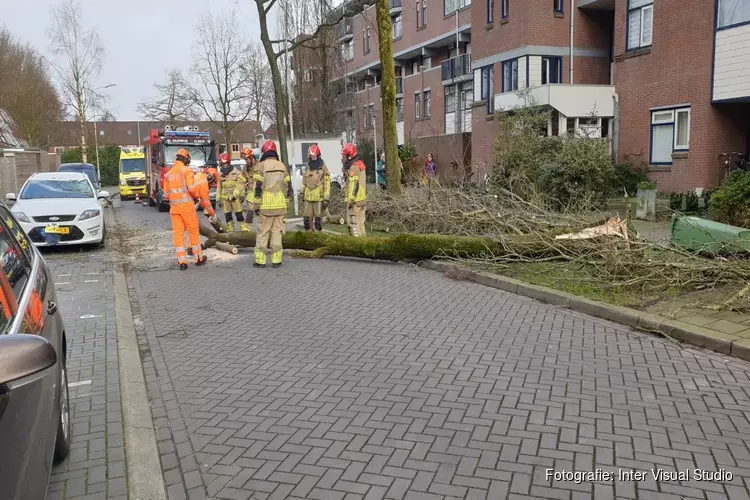 Automobiliste krijgt boom op haar dak tijdens het rijden