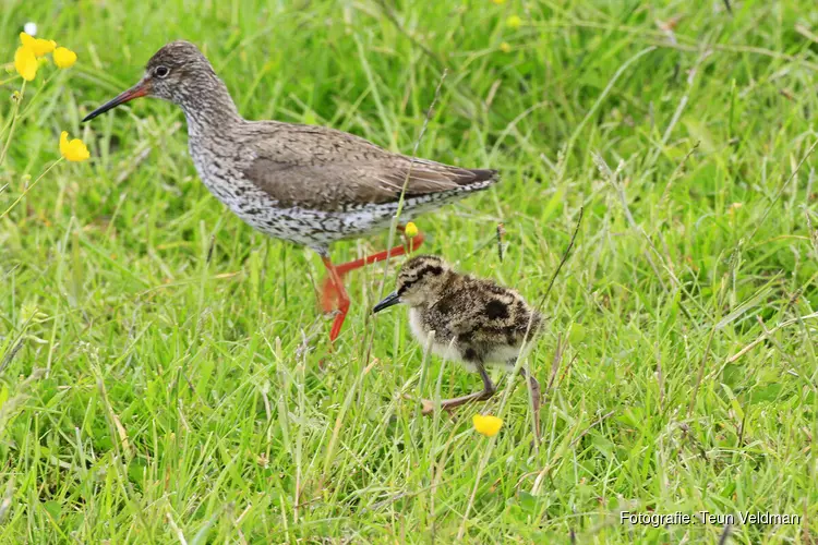 Zaaien in Wormer- en Jisperveld voor weidevogels