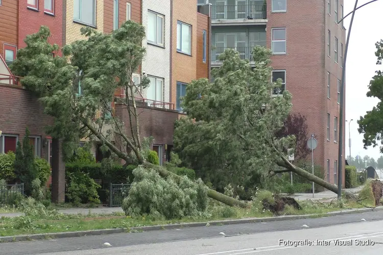 Veel bomen omgewaaid in Assendelft