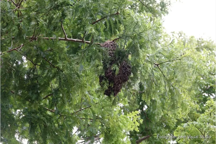 Bijennest weggehaald door brandweer in Assendelft