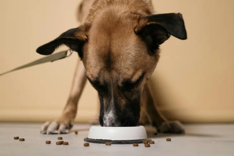 Wat zijn uw rechten als u bent gebeten door een hond?