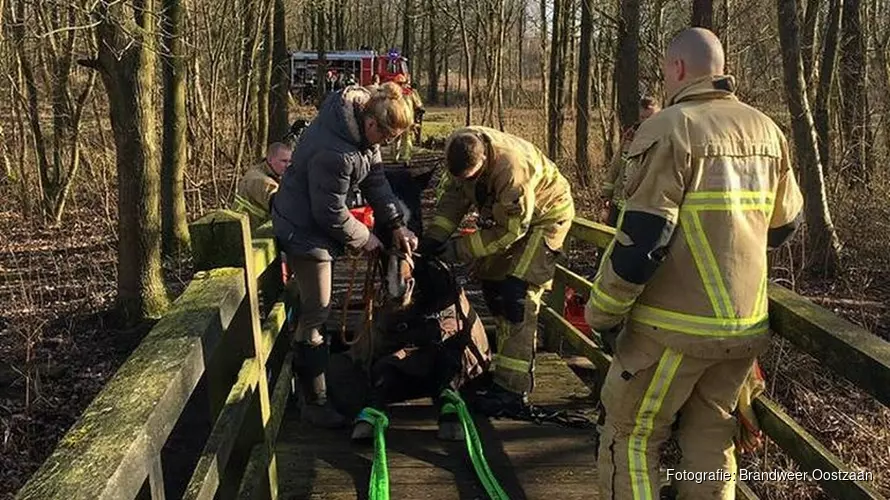 Paard zakt door brug in het Twiske