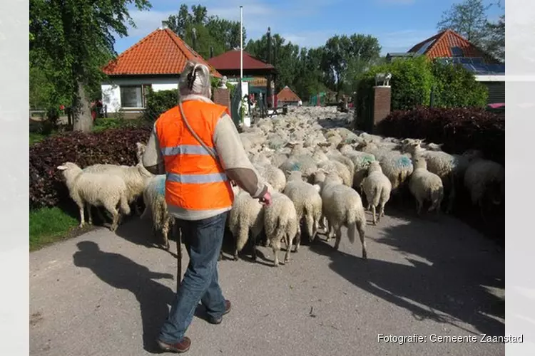 Verplaatsing schaapskudde door straten van Zaandam