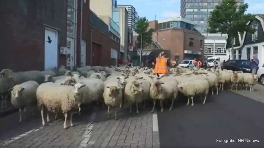 Schapen trekken door centrum van Zaandam