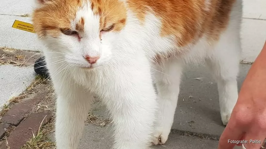 Hoe is deze kat gewond geraakt? Politie start onderzoek