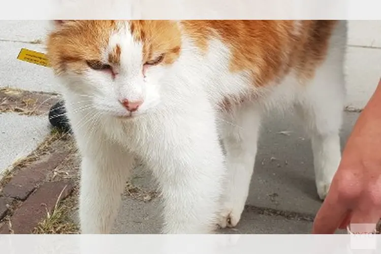 Gewonde kat aangetroffen: getuigen gezocht