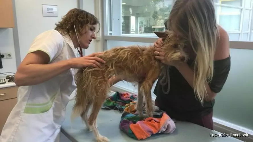 Hondje Skye na maand gewond en vermagerd teruggevonden