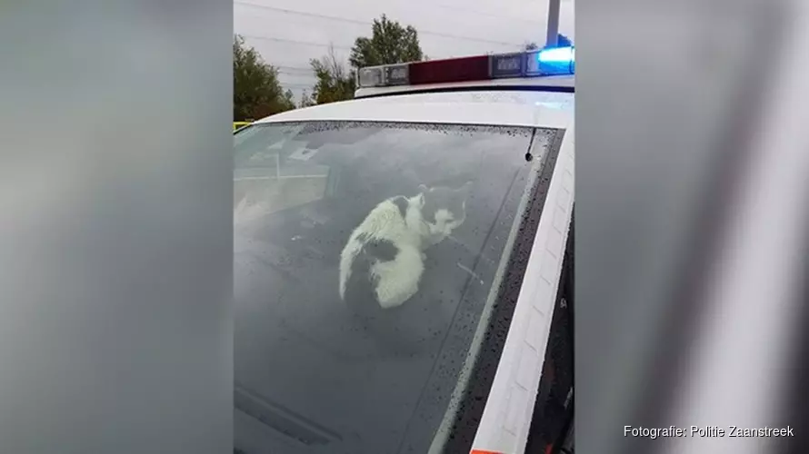 Vermiste kat Lotus meldt zich bij politie na ongeval op A8: "Wat een lief dier"