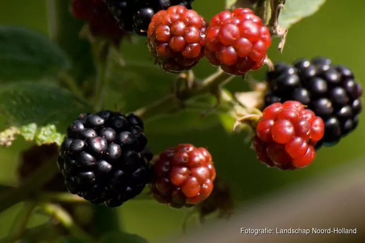 Ontdek, ruik en proef de eetbare planten van het Ilperveld