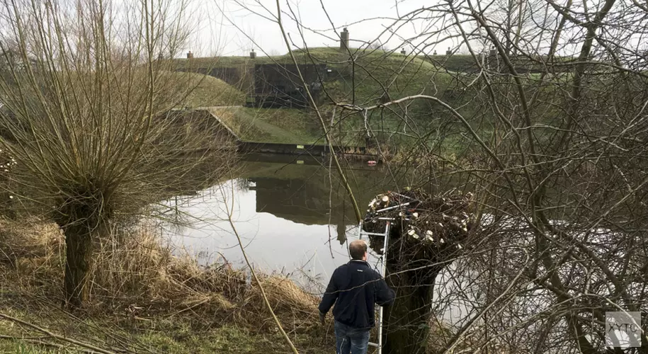 Wilgen knotten op fort Zuidwijkermeer